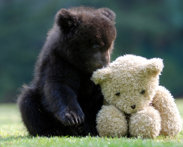 You won't believe it, but on the right is a toy - The Bears, clubfoot