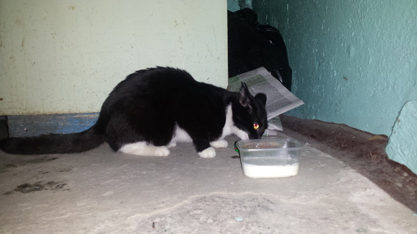 Found a cat in Tyumen - My, cat, Cat looking for a home, Help, Tyumen