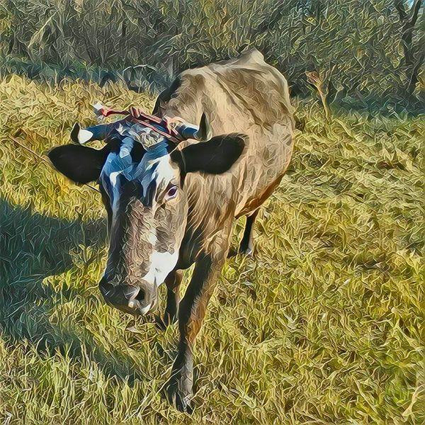 Cow - My, Photo, Nature, Animals, Cow