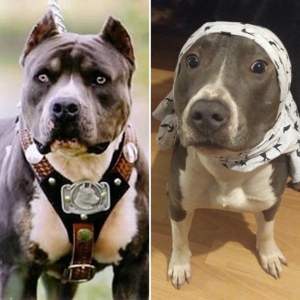 Got a pit bull. Expectation vs Reality - Pitbull, Dog, Expectation and reality