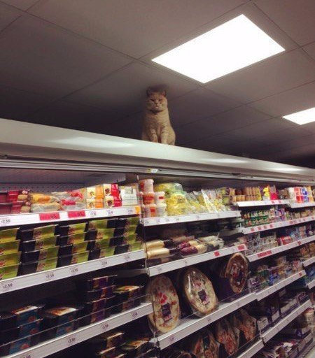 Cat in Supermarket - cat, Supermarket, Fat