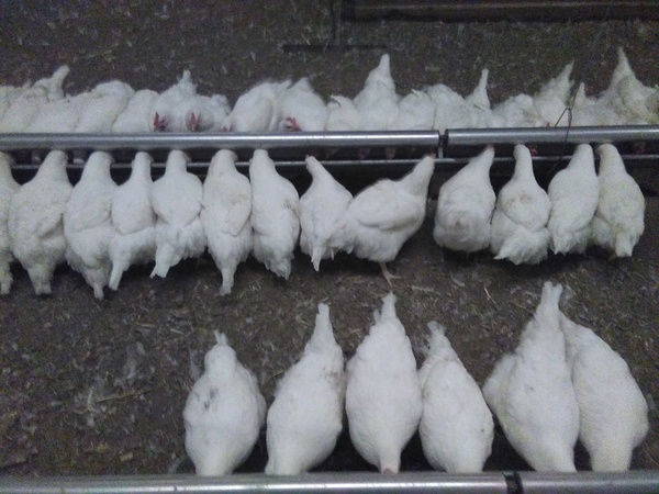 Perfectionistic chicken feeding. - My, Poultry farm, Food, Ryaba chicken, Eggs, Hen, Poultry farm