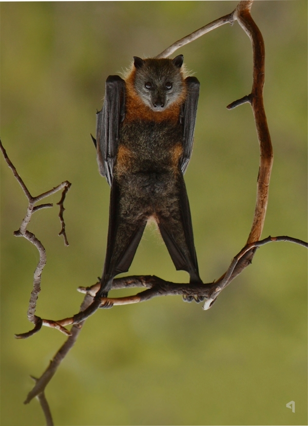 Just a Flying Fox (scroll down) - My, , Images, Sight