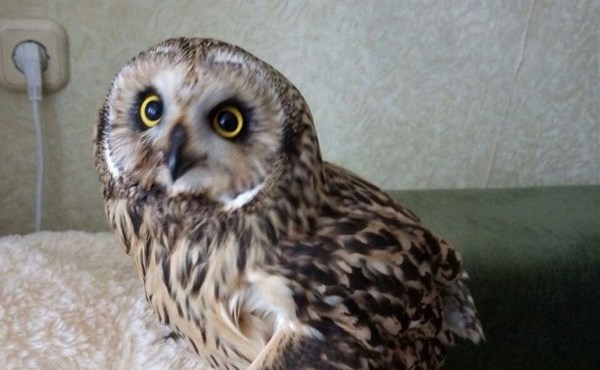 A young owl was saved by a resident of Yuzhno-Sakhalinsk - Owl, The rescue, Sakhalin, 