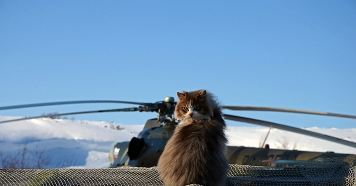 Котики вертолетики купить. Кошка вертолет. Кошачий вертолет. Кот геликоптер. Кот дрон.