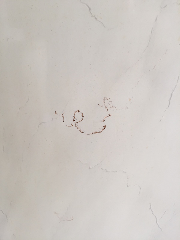 Улитка ползала по стене и своим следом написала "Че"