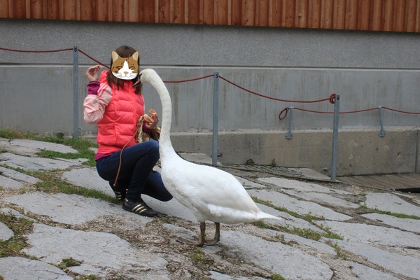 Как я лебедя кормила