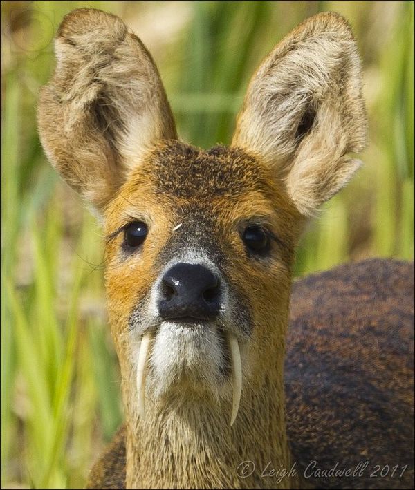 Saber-toothed tiger? Pfff! Have you seen a saber-toothed deer? - Deer, Russia, Nature, Deer