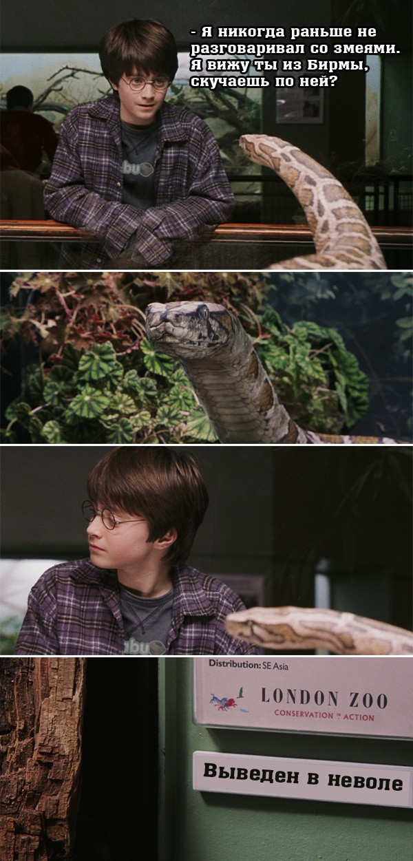 Harry Potter and the Traveling Python. - My, Harry Potter, Python, Snake, Captivity, Cell, Travels, , Storyboard
