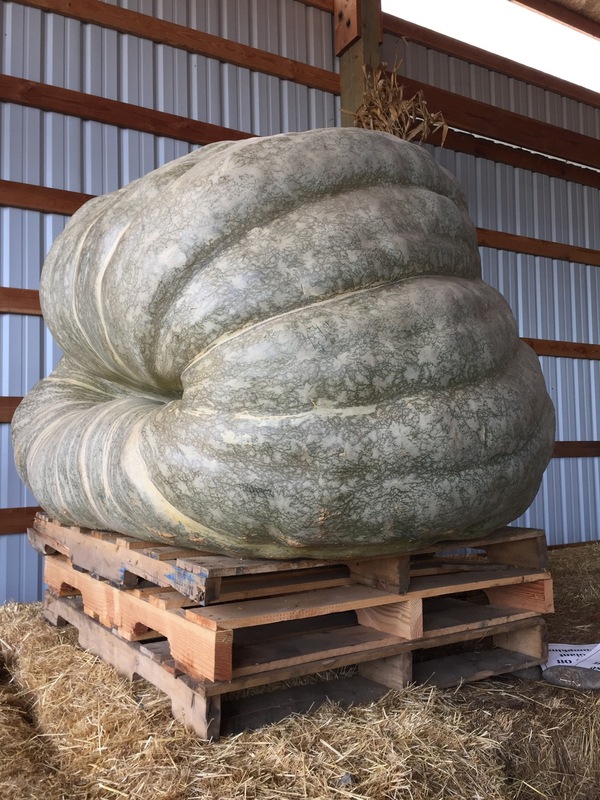 The largest pumpkin in Oregon. - Pumpkin, Images, , Oregon, Big size