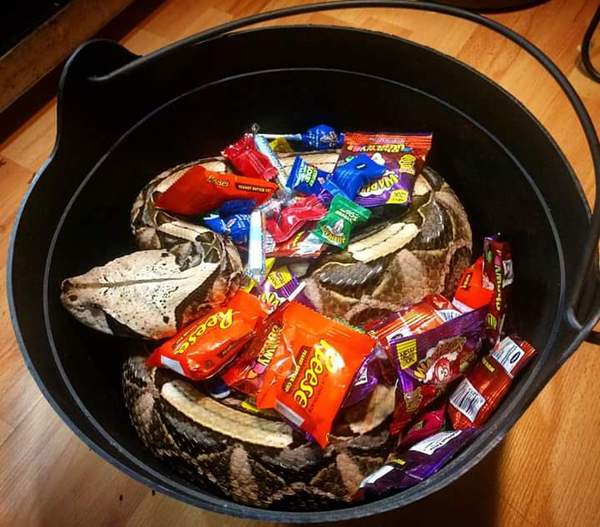 Bucket with sweets and surprise!) - Vipers, Poisonous snake, Sweets, Humor, Drawing, Prank, Poisonous animals