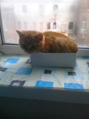 Ginger - My, cat, Kotolyubov, My, Longpost