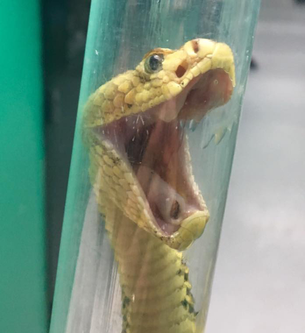 Happy rattlesnake)) - Snake, Rattlesnake, Poisonous animals, Vipers, Terrariumistics, Reptiles