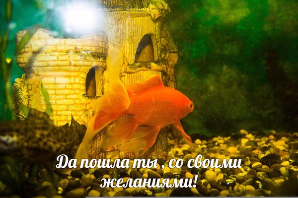 When the fish ... well, you understand ((((( - My, A fish, Wish, Golden