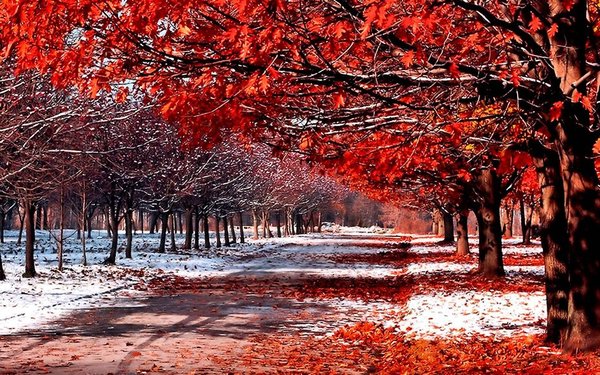 First snow - Snow, Weather, Autumn, Nature, Tree, Leaves, Photo