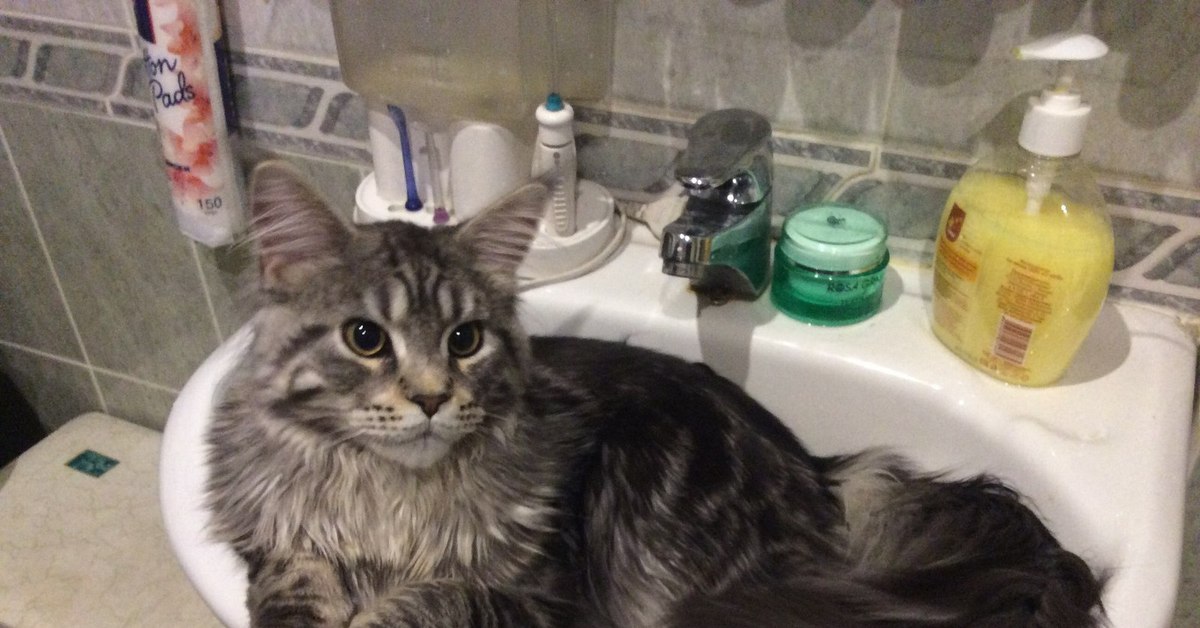 Видео коты в ванне. Котик в ванной. Кот в ванне. Ванная с котиком. Джакузи для котов.