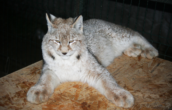 Yakut lynx Umka - My, Lynx, Bobcattv