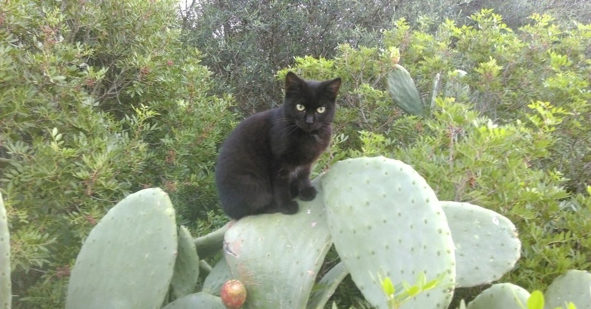 Хитрый кот в мексике живет. Мексиканский кот. Кот мексиканец. Фото мексиканского котика. Мексиканский котик картинка.