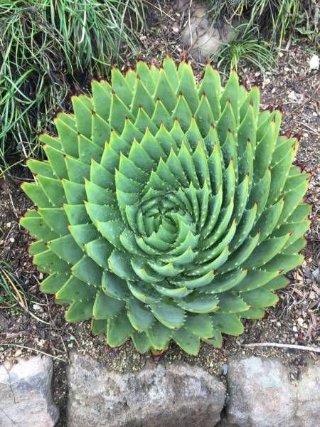 Spiral - Photo, Plants, Aloe