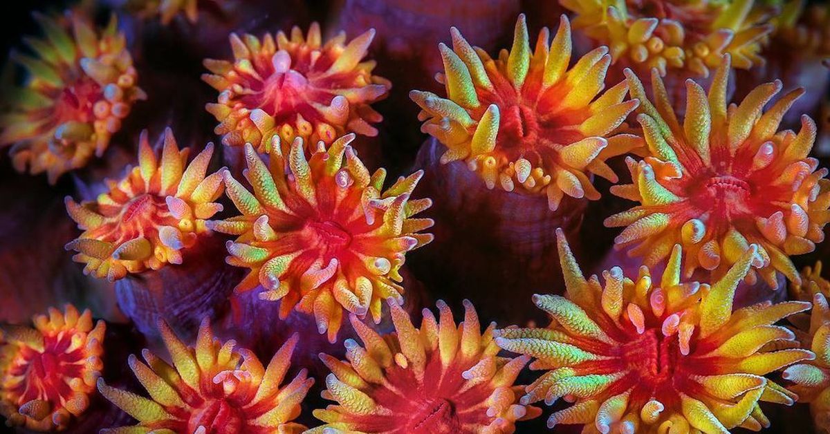 Тибетский морской цветок. Тубастрея коралл. Морские растения. Коралл цветок. Цветные морские растения.