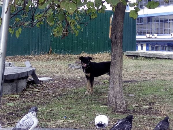 Хозяин отзовись - Моё, Собака, В добрые руки, Киев, Южд, Помощь, Потеряшка