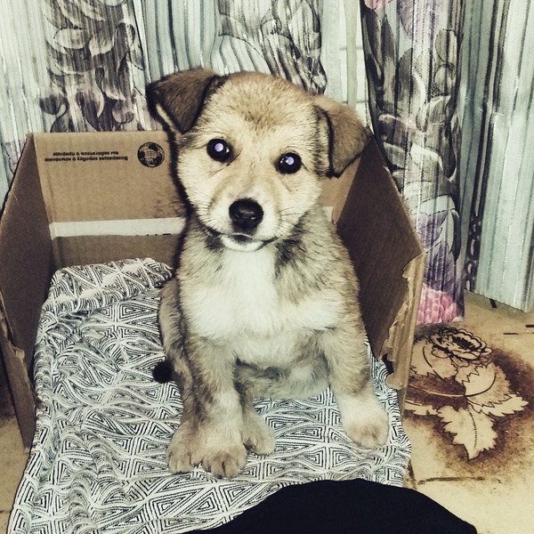Arya is looking for a house in Izhevsk - In good hands, Puppies, Need a house, Dog, Arya stark, Izhevsk