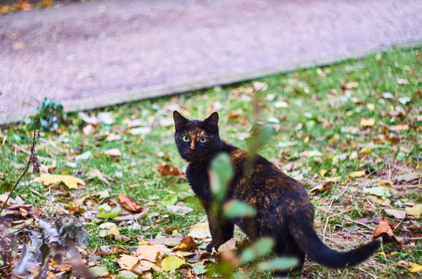 Companion - My, cat, Autumn, The photo, Pentax, Soviet optics, Photo, Bokeh