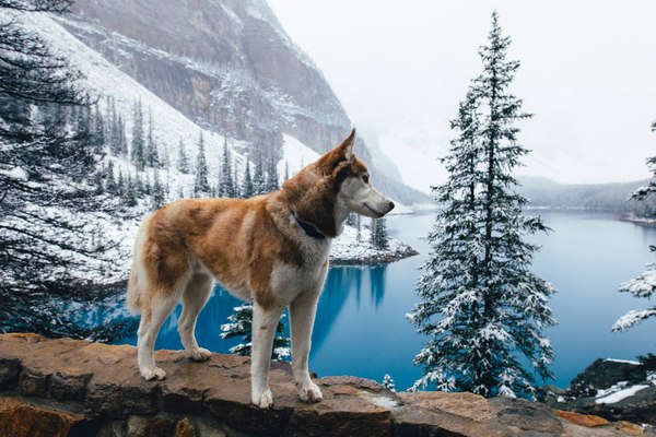 Incredibly atmospheric photos of Banff National Park (Canada) - Photo, , banff, Longpost, Dog