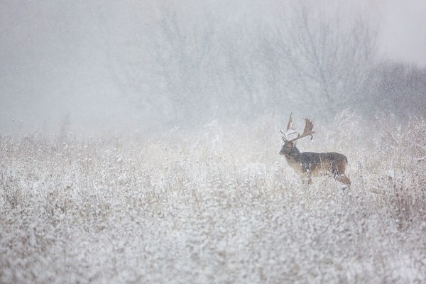 Alone with the blizzard - Deer, Snow, Snowfall, Nature, Wild animals, Horned, Ungulates, Deer