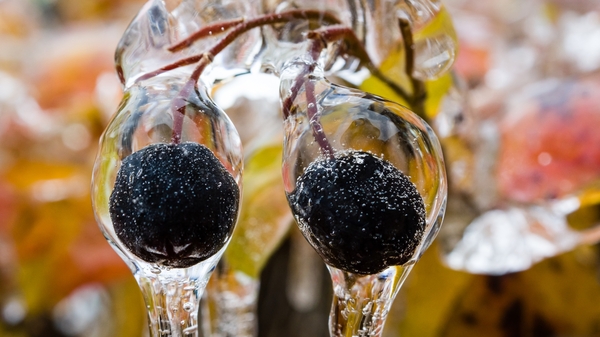 Winter is coming - My, October, Winter, Cheboksary, Freezing rain, Macro, , Longpost, Macro photography