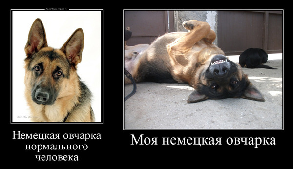 Коротко о моей собаке