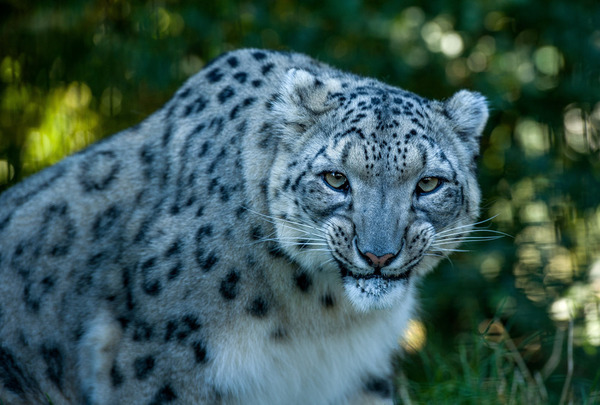 When you notice that your food is photographing you... - Snow Leopard, Food, Photographer, Photo