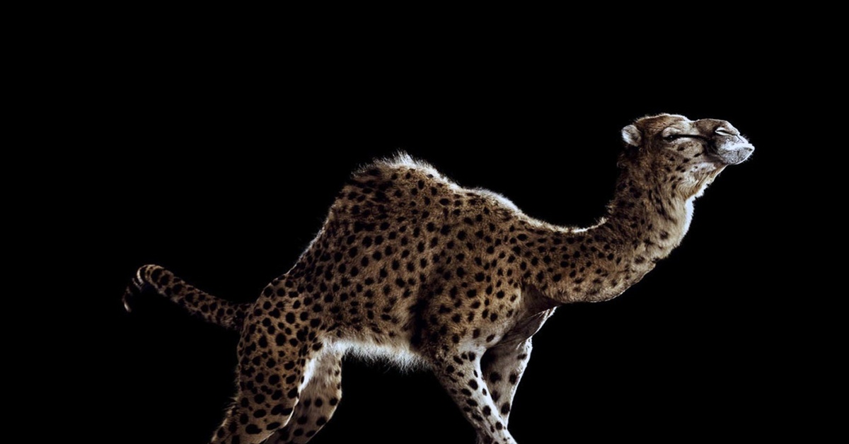 Верблюд и жираф. Слон жираф бегемот зебра. Cheetah (гепард). Саванна гепард бег. Животное верблюд и леопард.