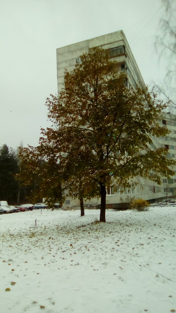 Winter tree - Photo, Winter, Tree, Snow, My