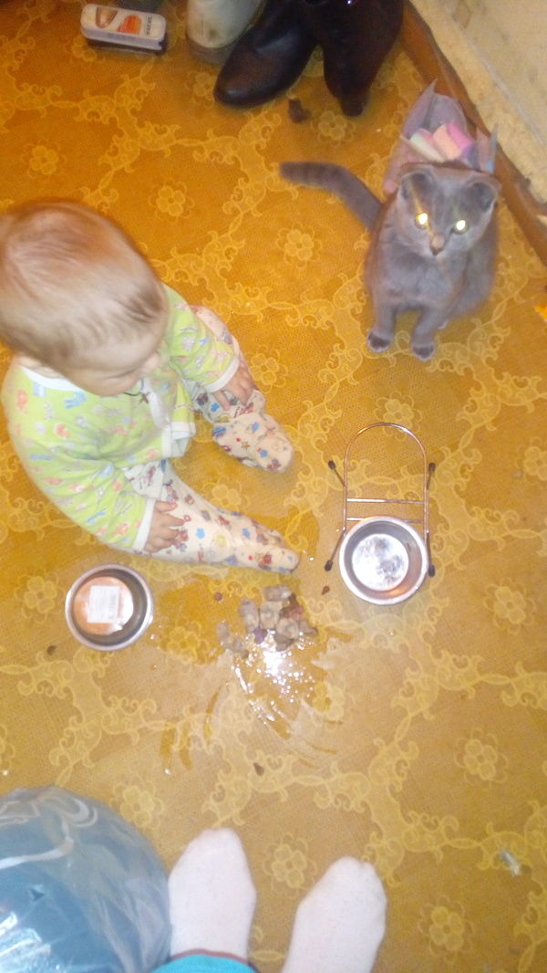 The cat was left without dinner - My, cat, Children, Hooliganism