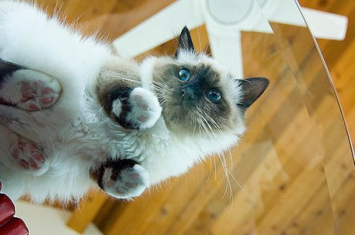 Cat. - cat, Glass, Longpost