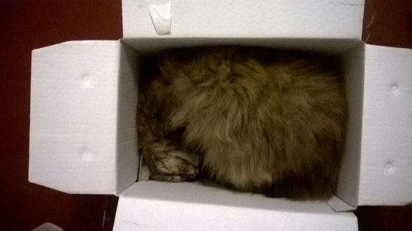 Packed and ready to ship - My, cat, Box