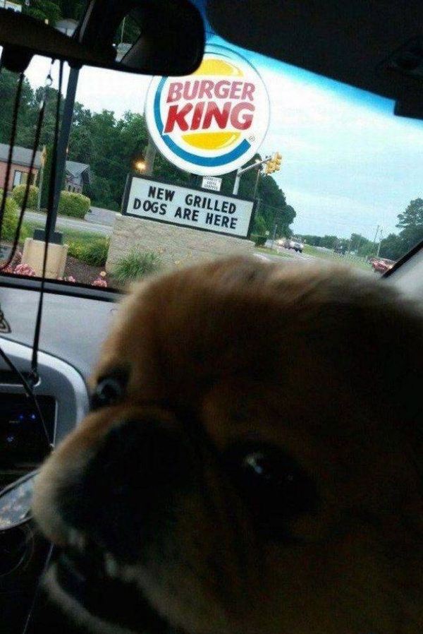 Burger King: Fresh roast dogs are here - Dog, Burger King