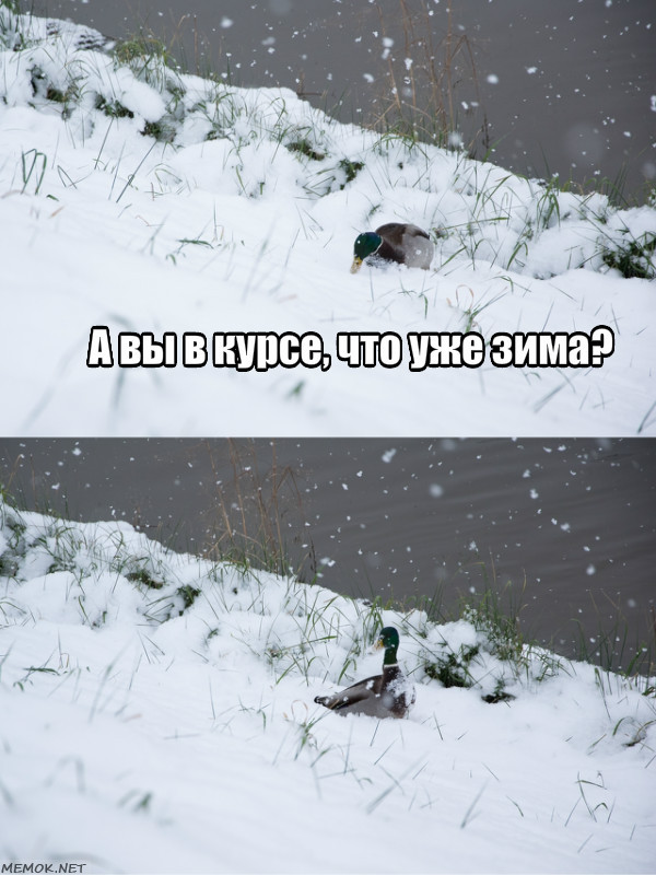 Severe St. Petersburg ducks - My, Duck, Snowfall, , My