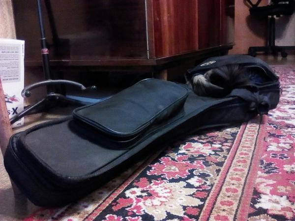 New gadget for the guitar - My, My, cat, Hide and seek, Case, Guitar, 