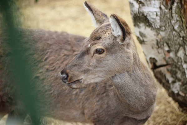 Animals) - My, Animals, Nature, Photo, Mountain Altai, Longpost, Altai Republic