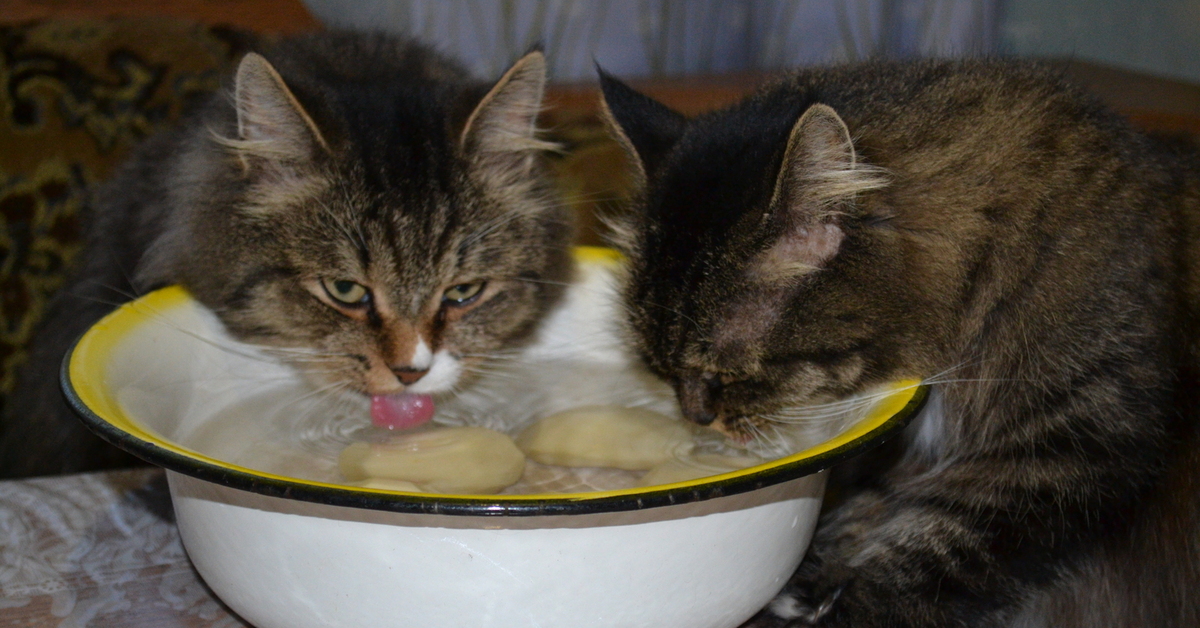 Кошки во время еды. Миска для кота. Кот в сметане. Котик в каше. Котенок обедает.