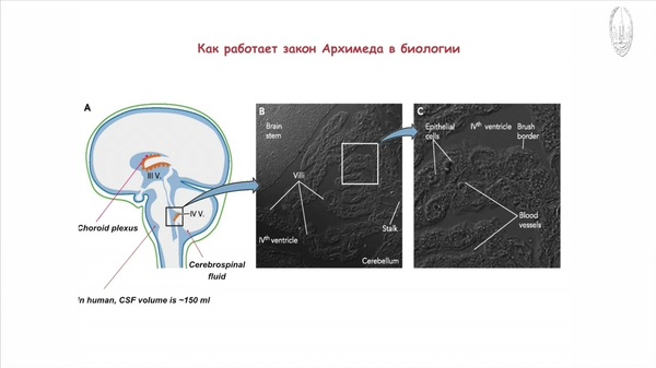 Moscow State University. - MSU, Biophysics, The medicine, Openedu, Lecture