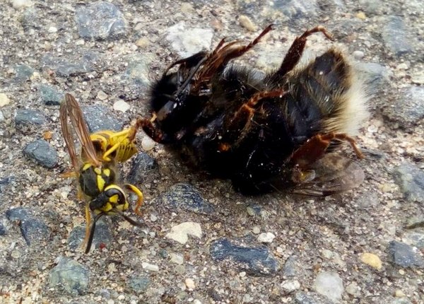 The wasp stung the bumblebee. - My, Wasp, Bumblebee, Insects, Photo, Mobile photography