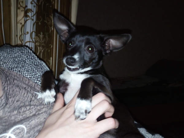 Say HIEE - My, Dog, Toy Terrier, , Longpost