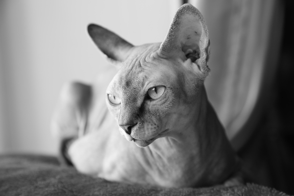 Just a cat - My, cat, Photo, Longpost, Sphinx, 