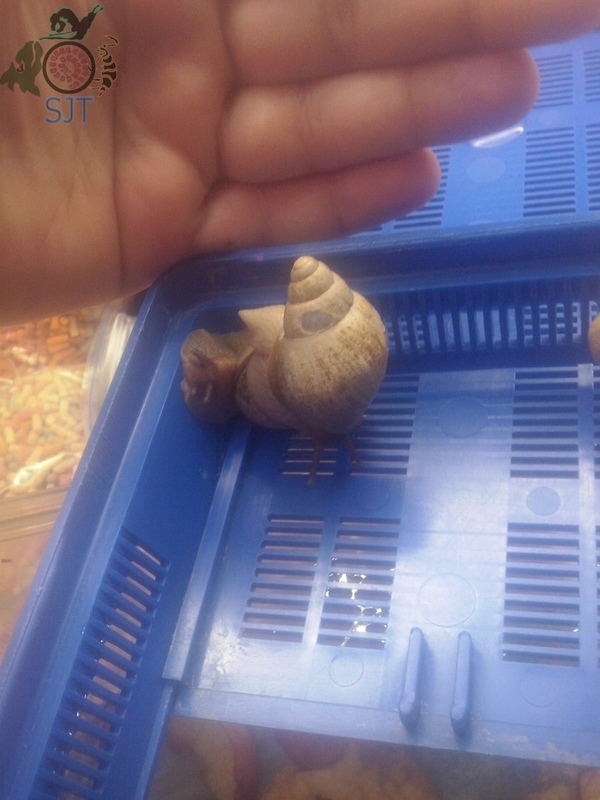 Heading Our animals. - My, Informative, Exotic animals, Heading, Zoo, Hobby, Snail, , Comparison