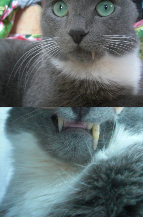 I think my cat wants to be a walrus - cat, My, Photo, Fangs