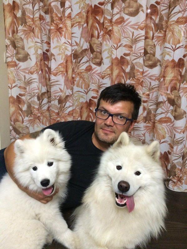 Need help finding a Samoyed puppy in Orenburg - My, Orenburg, Samoyed, The missing, Help