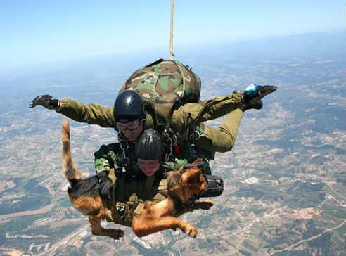 Dog walking is different - Dog, Walking, Flight, Army